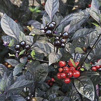 Nhiều[-]người[-]tìm[-]lùng[-]mua[-]ớt[-]đen[-]vì[-]màu[-]sắc[-]lạ[-]mắt